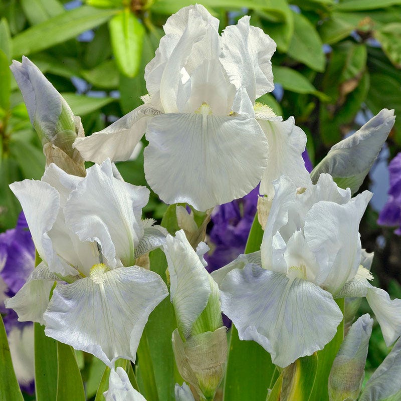 Immortality Reblooming Bearded Iris - Image 2