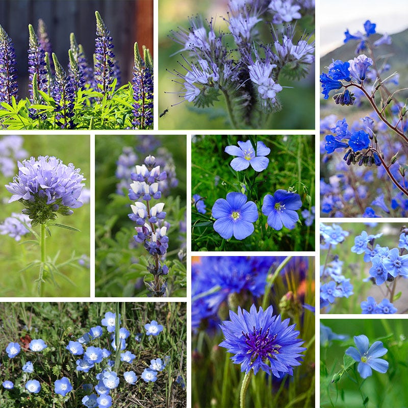 Radiant Rainbow Wildflower Seed Patchwork - Image 5