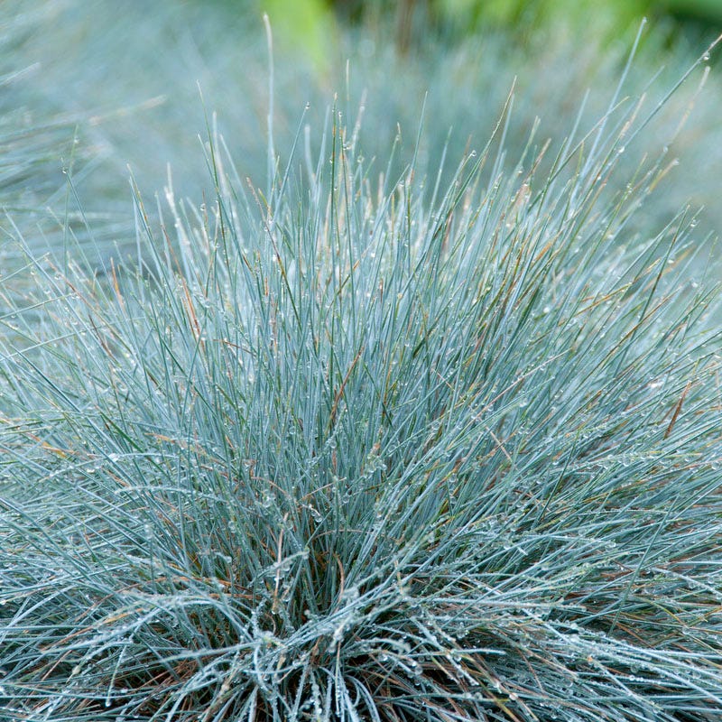 Carefree Ornamental Grass Pre-Planned Garden - Image 5
