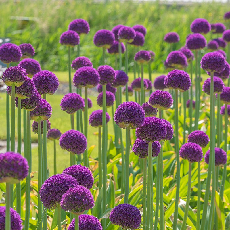 Ambassador Allium - Image 3