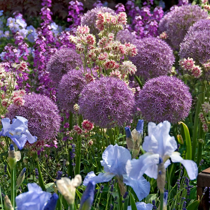 Globemaster Allium - Image 4