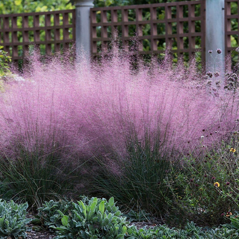 Moonlight Pre-Planned Garden - Image 8