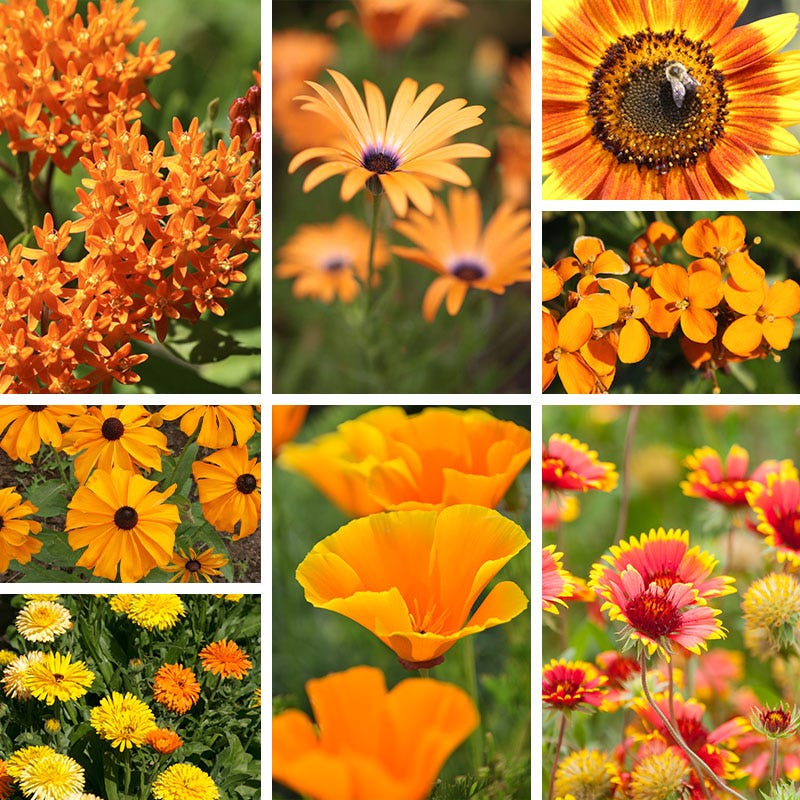 Radiant Rainbow Wildflower Seed Patchwork - Image 3