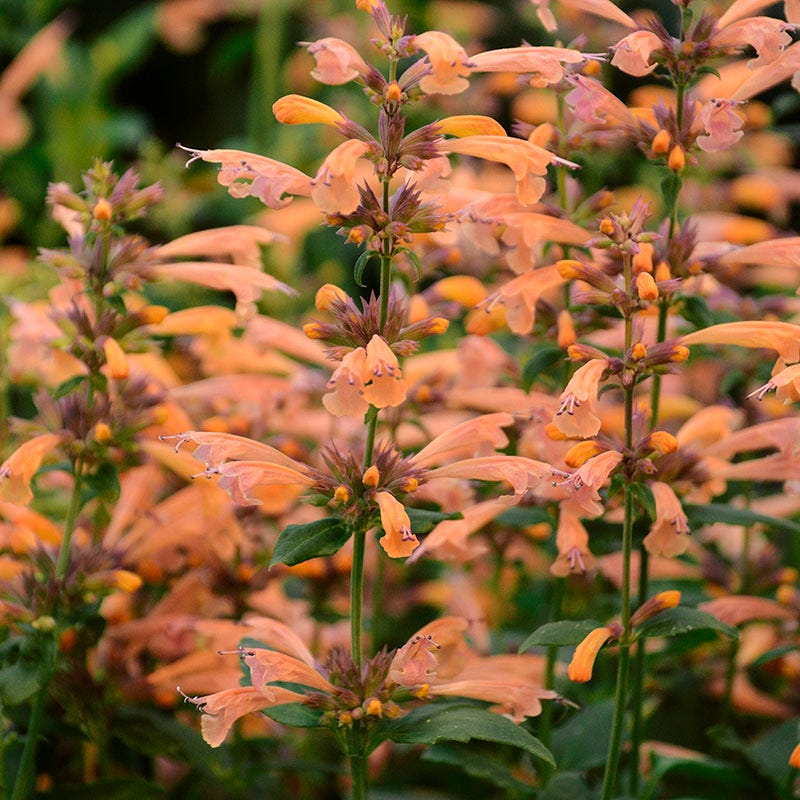Butterfly & Hummingbird Pre-Planned Garden - Image 5
