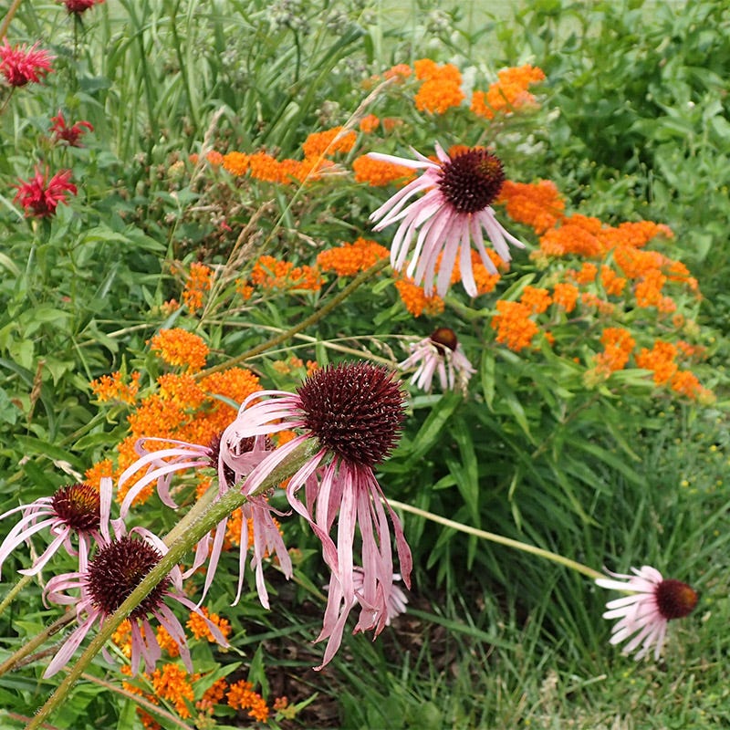Butterfly Weed - Image 4