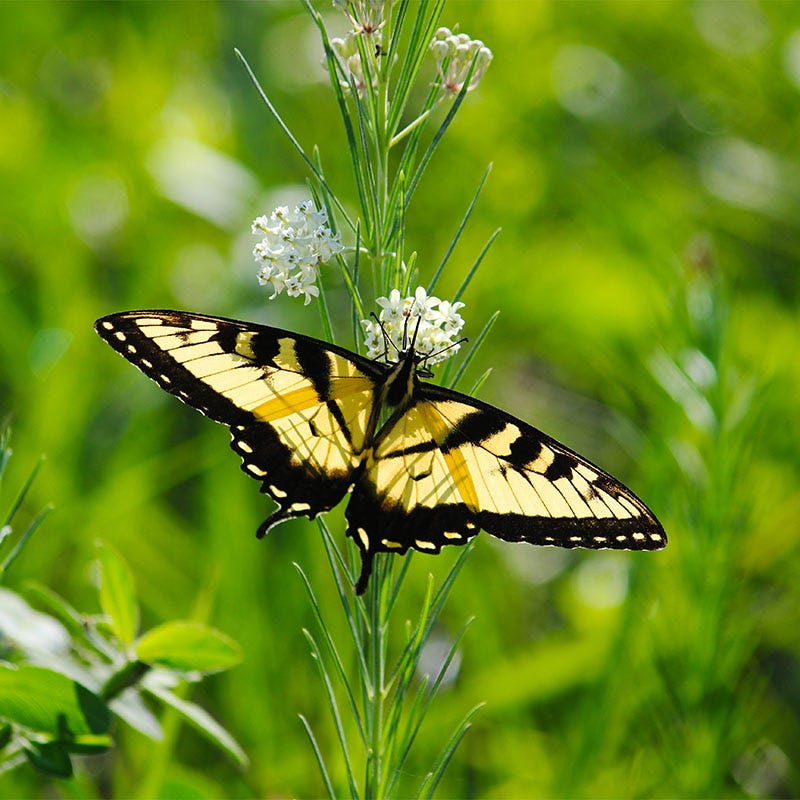 Whorled Milkweed - Image 3