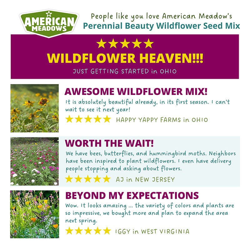 Perennial Beauty Wildflower Seed Mix - Image 4