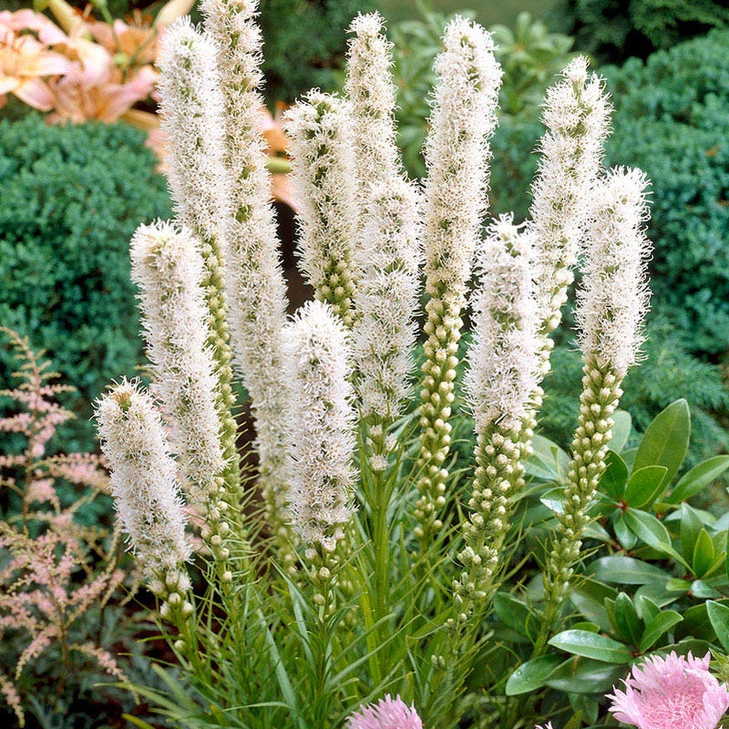 Moonlight Pre-Planned Garden - Image 15