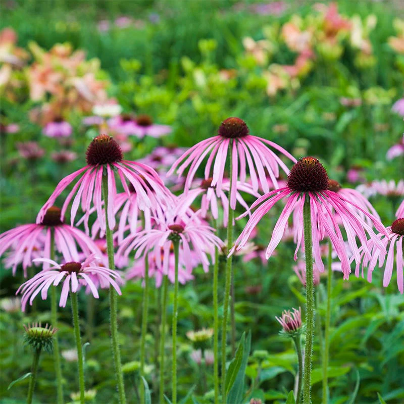 Pale Purple Coneflower