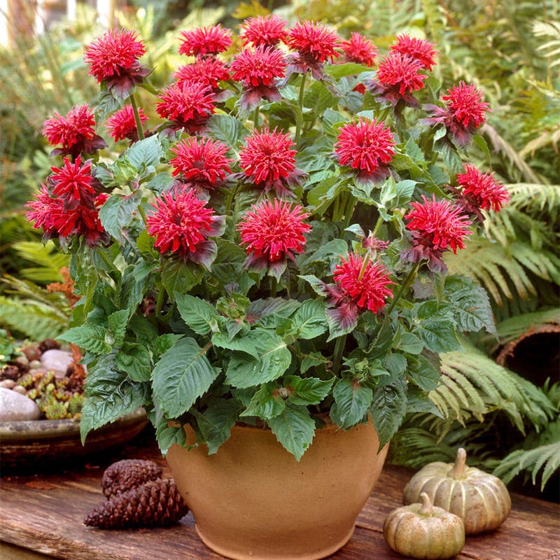 Mini Hummingbird Hangout Plant Collection - Image 3
