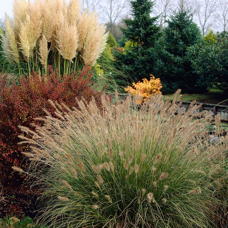 Hameln Fountain Grass - Image 4