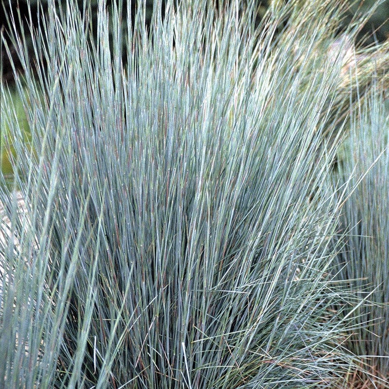 Prairie Habitat Native Plant Collection - Image 7