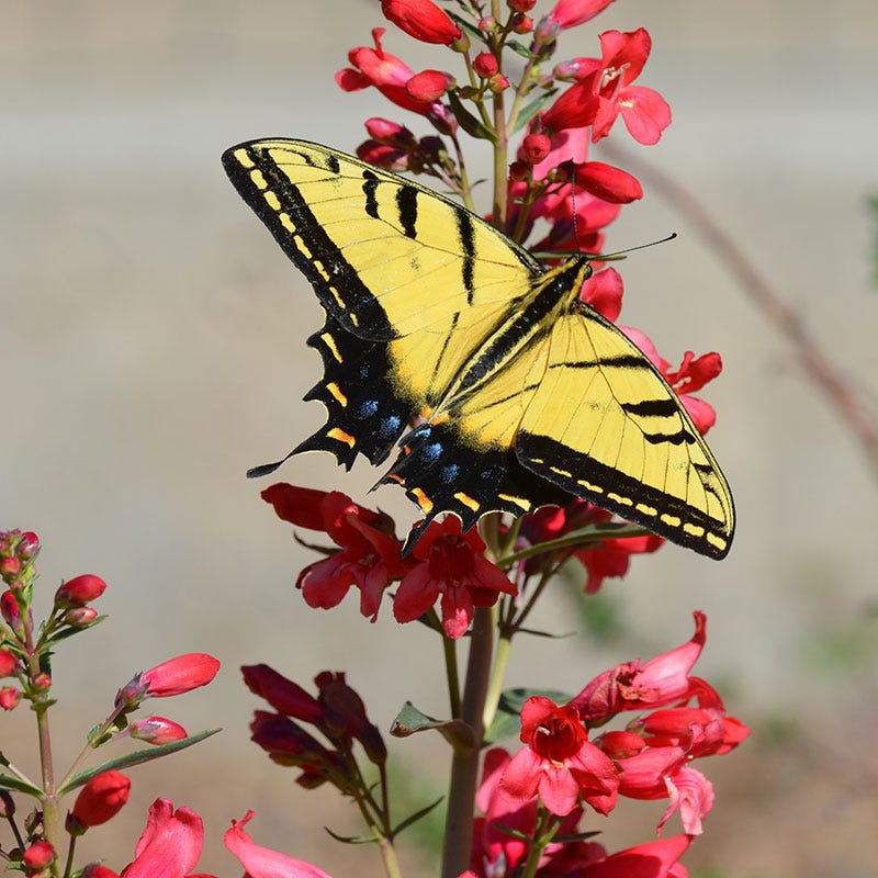 Butterfly & Hummingbird Pre-Planned Garden - Image 6