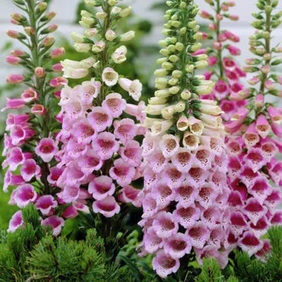Pollinator Power Plant Collection - Image 5