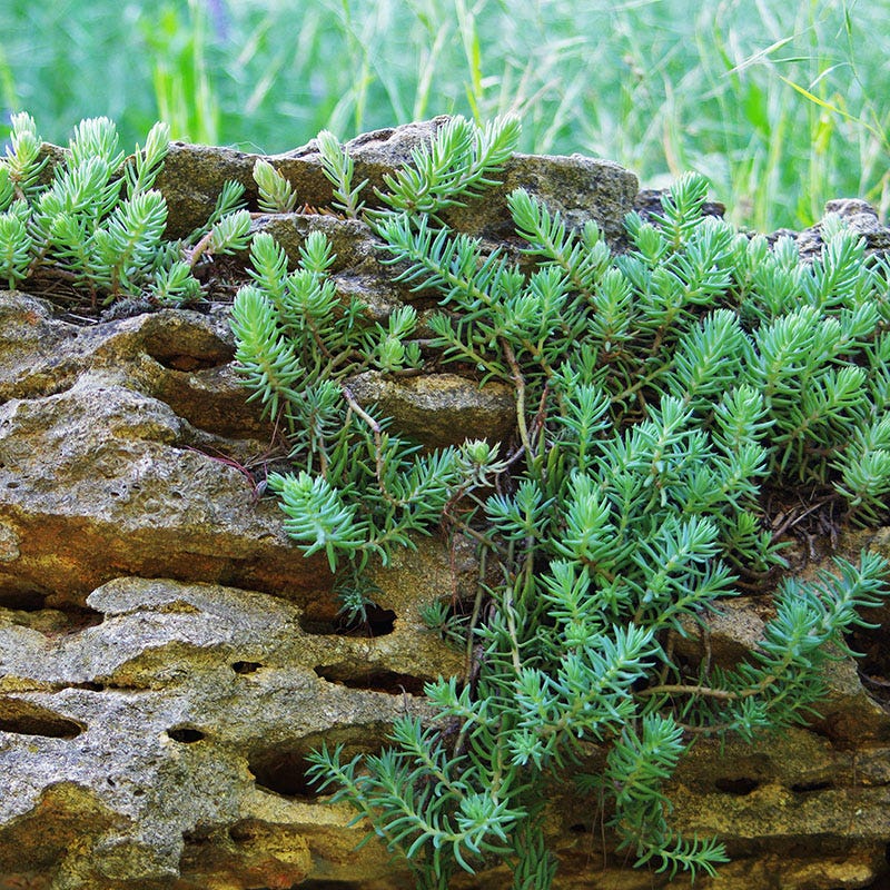 Blue Spruce Sedum - Image 3