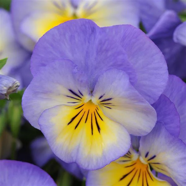 Halo Sky Blue Tufted Violet