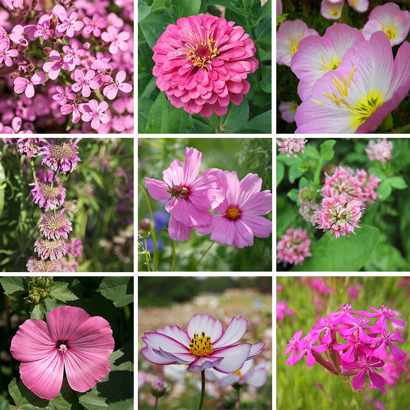 Radiant Rainbow Wildflower Seed Patchwork - Image 7