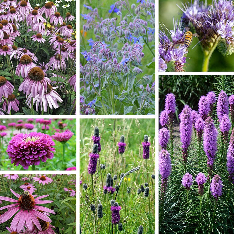 Radiant Rainbow Wildflower Seed Patchwork - Image 6