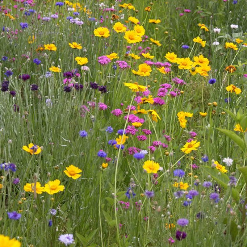 Southeast Select Wildflower Seed Mix - Image 8