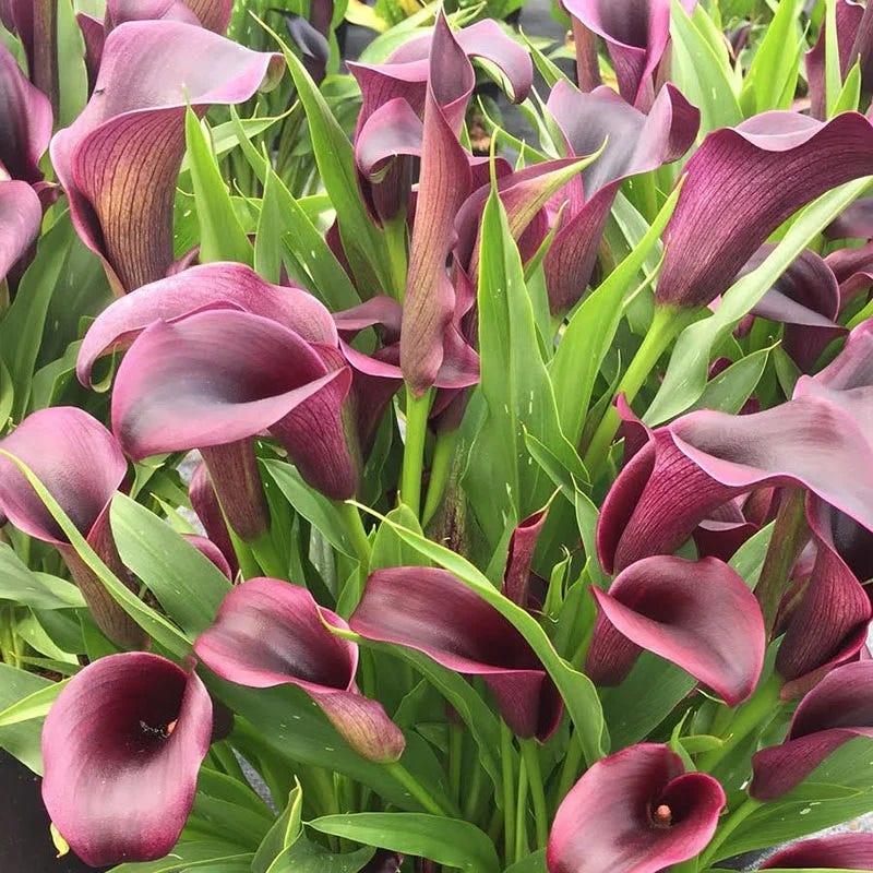Jewelbox Calla Collection - Image 3