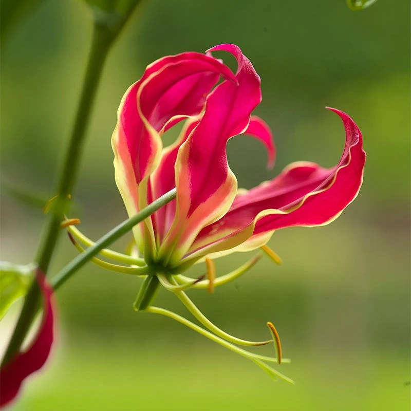 Rainforest Retreat Bulb Collection - Image 4