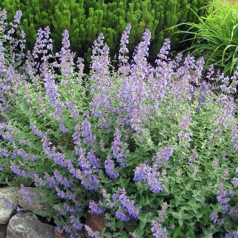 Sun Loving Pre-Planned Garden - Small - Image 9