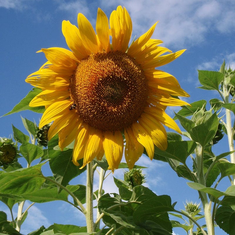 Mammoth Grey Stripe Sunflower Seeds