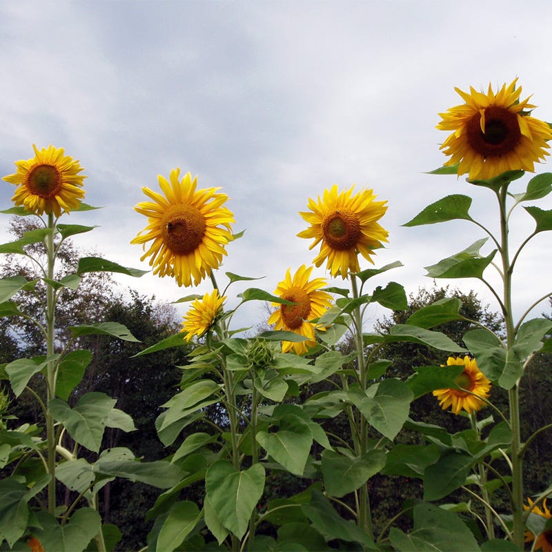 Mammoth Grey Stripe Sunflower Seeds - Image 2