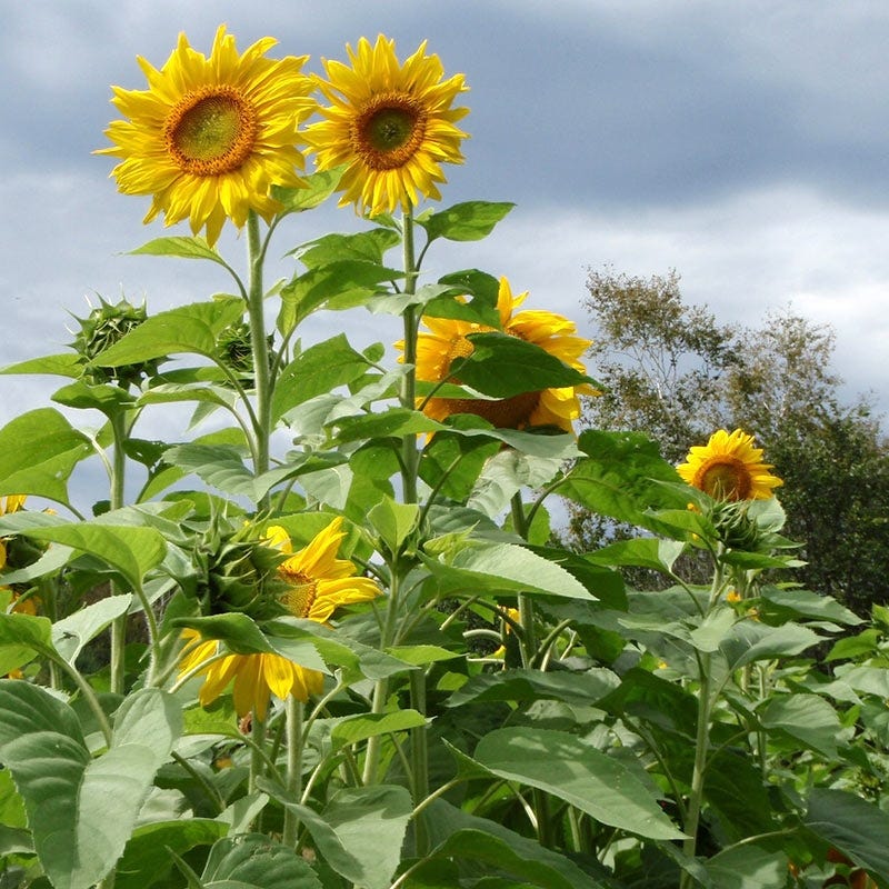 Mammoth Grey Stripe Sunflower Seeds - Image 4