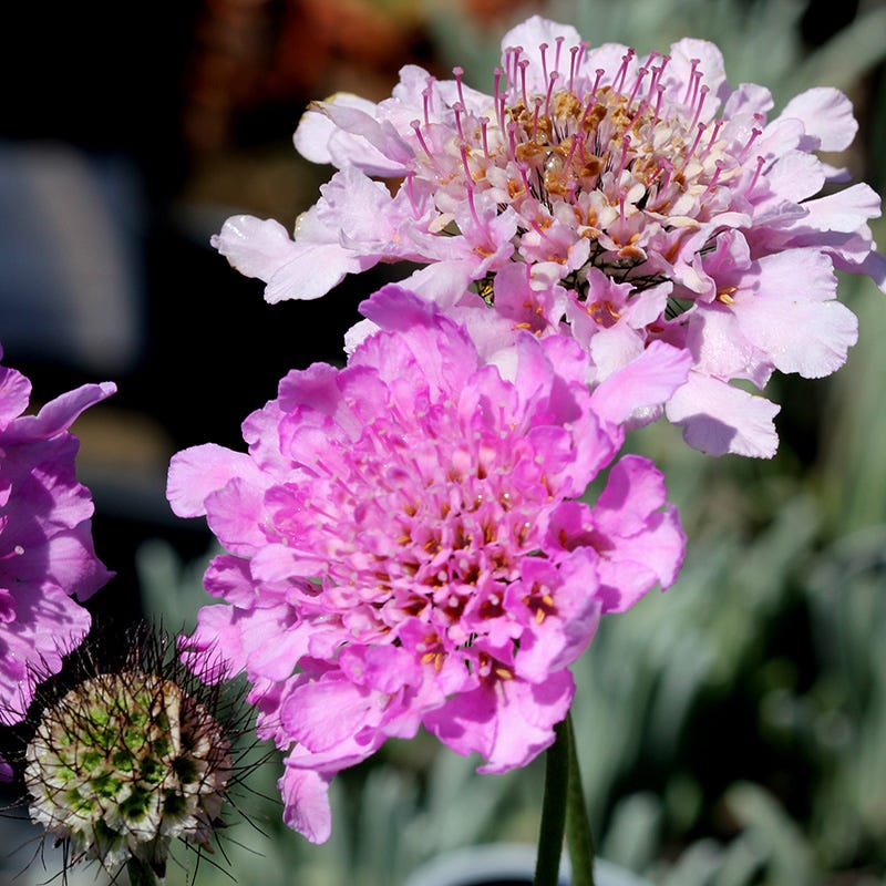 Blushing Cottage Garden Plant Collection - Image 8