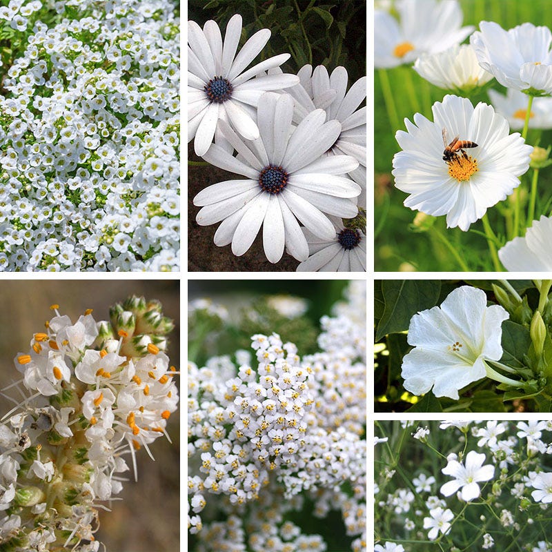 Radiant Rainbow Wildflower Seed Patchwork - Image 9